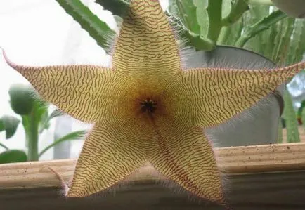 Stapelia грижи у дома, фото и видео