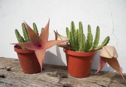 de îngrijire la domiciliu Stapelia, foto și video