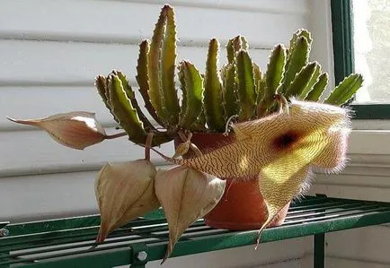 Stapelia грижи у дома, фото и видео