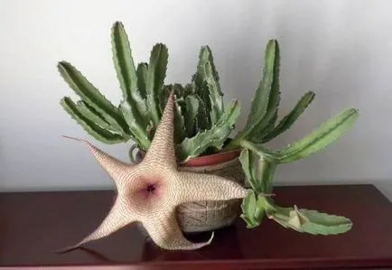 Stapelia грижи у дома, фото и видео