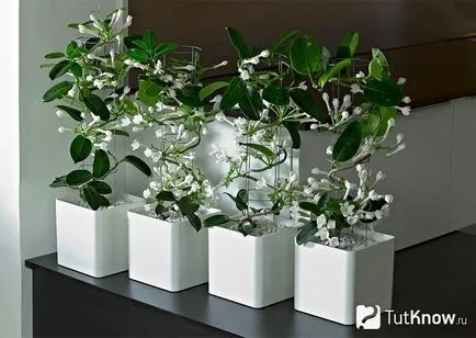 Stephanotis tippeket tenyésztés, földművelés,