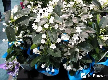 Stephanotis съвети за разплод, отглеждане