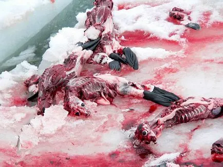За да се спаси и запази звездите излязоха срещу избиването на тюлени ukraїnska вярно _zhittya