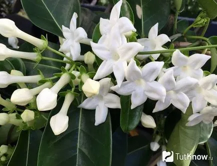 Stephanotis съвети за разплод, отглеждане