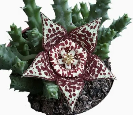 Stapelia специално внимание и репродукция в дома, както и вида на снимка цвете