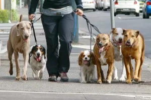 Costul de câine de mers pe jos de la Kiev și suburbiile