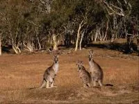 Marsupiale, marsupialele (marsupialia, metatheria) cangur, Wombat, marsupialele, diavoli tasmanieni,