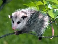 Marsupiale, marsupialele (marsupialia, metatheria) cangur, Wombat, marsupialele, diavoli tasmanieni,