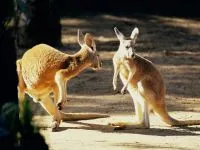 Marsupiale, marsupialele (marsupialia, metatheria) cangur, Wombat, marsupialele, diavoli tasmanieni,