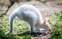 Marsupiale, marsupialele (marsupialia, metatheria) cangur, Wombat, marsupialele, diavoli tasmanieni,