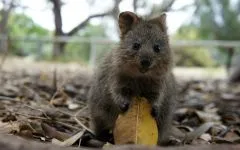 Erszényesek, erszényesek (marsupialia, metatheria) kenguru, Wombat, erszényesek, tasmán ördögök,