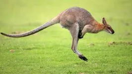 Erszényesek, erszényesek (marsupialia, metatheria) kenguru, Wombat, erszényesek, tasmán ördögök,