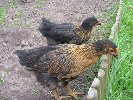 Супер Harco порода пилета - описание, снимки и видео