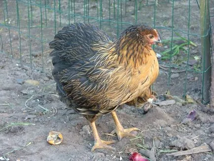 Супер Harco порода пилета - описание, снимки и видео