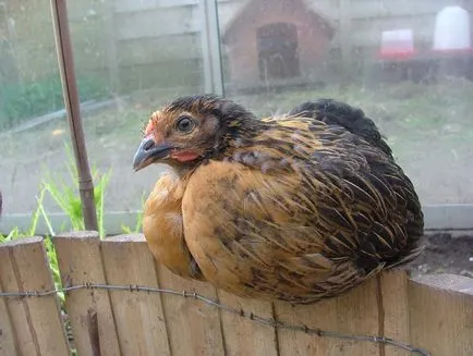 Super Harco fajta csirkék - leírása, képek és videó