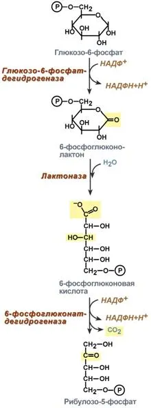 Схема превръщане на глюкоза, за да мазнини