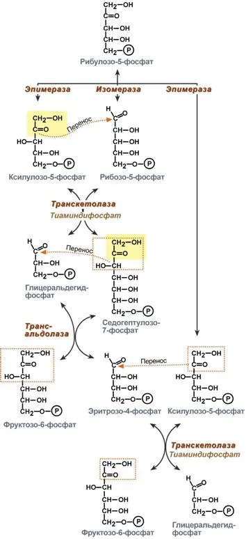 conversie Schema de glucoză la grăsimi