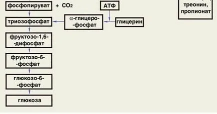 Схема превръщане на глюкоза, за да мазнини