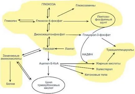 Схема превръщане на глюкоза, за да мазнини