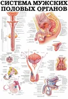 De ce ar trebui să folosesc sunătoare cu prostatita