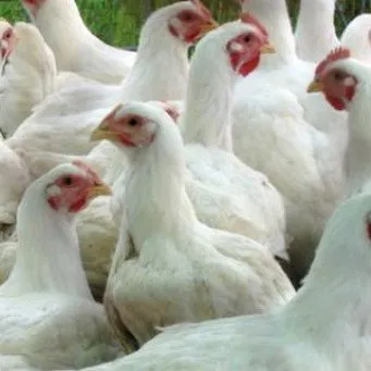 Miért zihálás brojler csirkék
