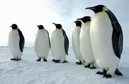 Miért nem pingvinek fagyasztás