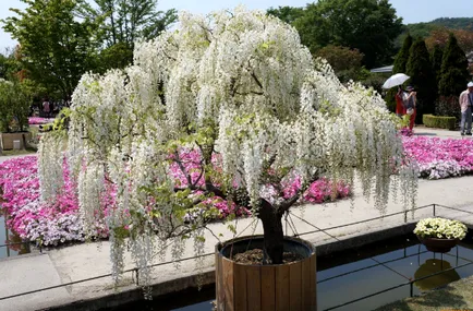 De ce nu floare Wisteria