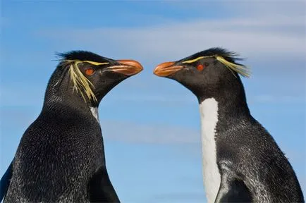 Защо не пингвини са минусови в Антарктика