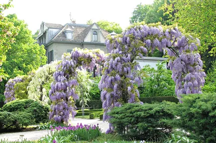 De ce nu floare Wisteria