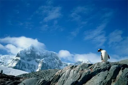 Miért nem pingvinek fagyasztás Antarktisz