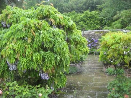 Miért nem virágzik wisteria jellemzői a termesztés, ajánlások és vélemények