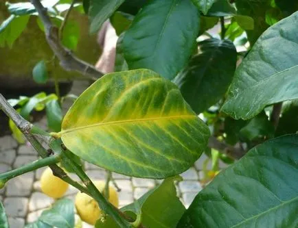 Защо лимонено жълто и есенни листа проблеми за отглеждане на закрито лимон -
