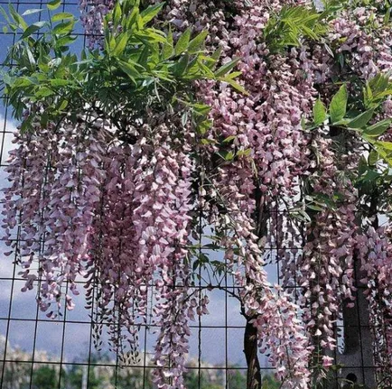 De ce nu floare Wisteria