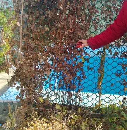 Pregătirea pentru Clematis de iarnă în funcție de soi