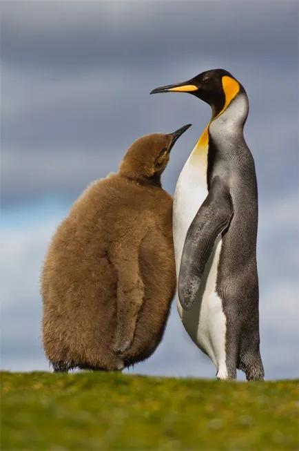 Защо не пингвини са минусови в Антарктика