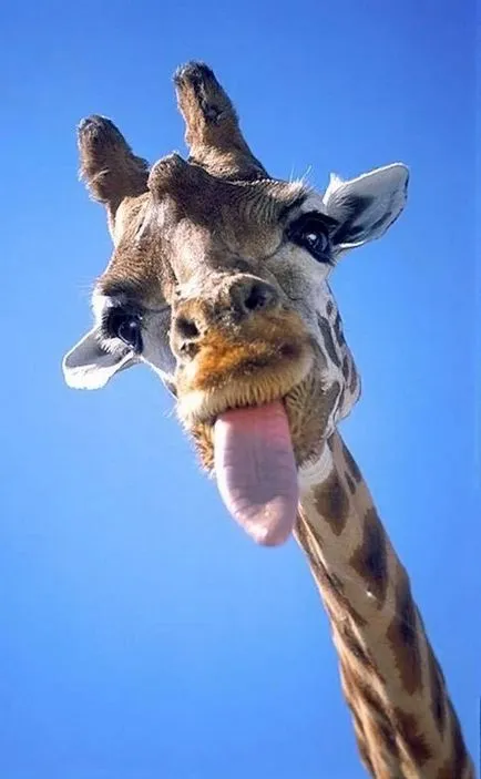 Защо жираф черен език