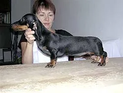 Club Dachshund Moscova