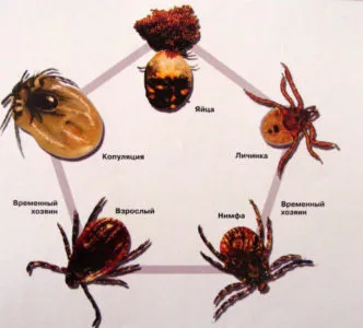 Structura tick Taiga, ciclul de viață, decât periculoase