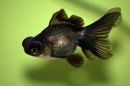 Telescopul Goldfish - conținut de compatibilitate reproducere foto-video, pești de acvariu