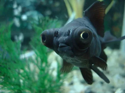 Telescopul Goldfish - conținut de compatibilitate reproducere foto-video, pești de acvariu