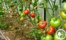 Tomate noutate Descrierea Transnistriei a soiului