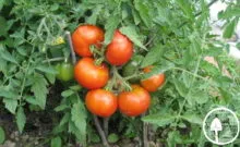 Tomate noutate Descrierea Transnistriei a soiului