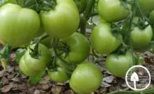 Tomate noutate Descrierea Transnistriei a soiului