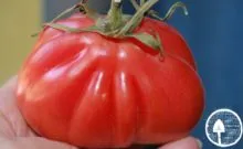 Tomate noutate Descrierea Transnistriei a soiului