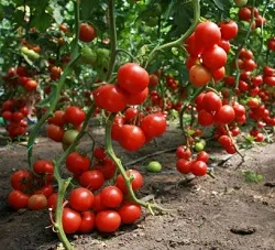 Tomate „beta“ descriere si caracterizare, de reproducere, de îngrijire, fotografie