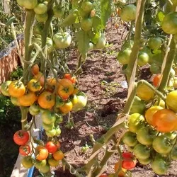 Tomate Siberian descriere tigru a soiului, recenzii, fotografii, descrierea