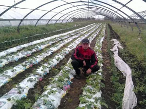 Technológia és ültető eper egy áramköri agrovoloknom tavaszi talajtakarás