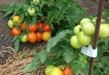 Tomate noutate Transnistria descriere, fotografii, comentarii