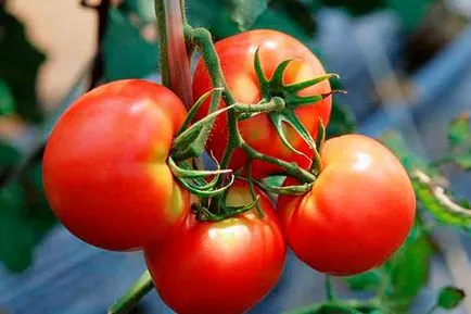 Tomate - betta, caracterizarea și descrierea soiului, randament, fotografie