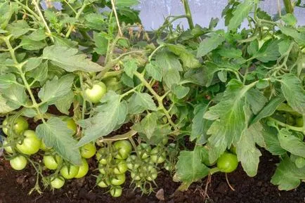 Tomate - betta, caracterizarea și descrierea soiului, randament, fotografie